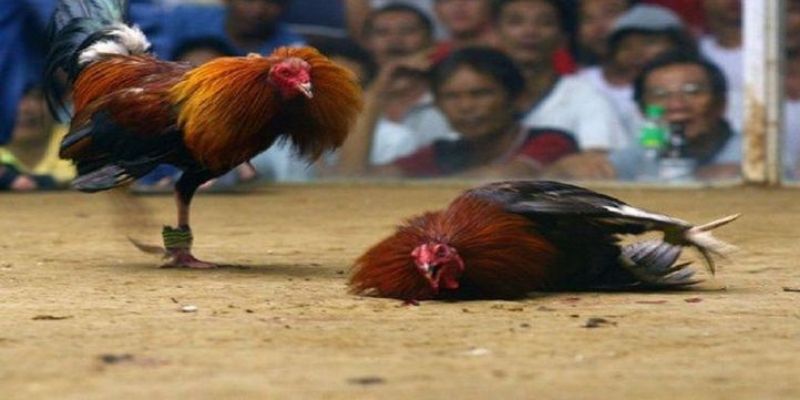 Cả gà cựa sắt và gà cựa dao đều có những điểm độc đáo riêng