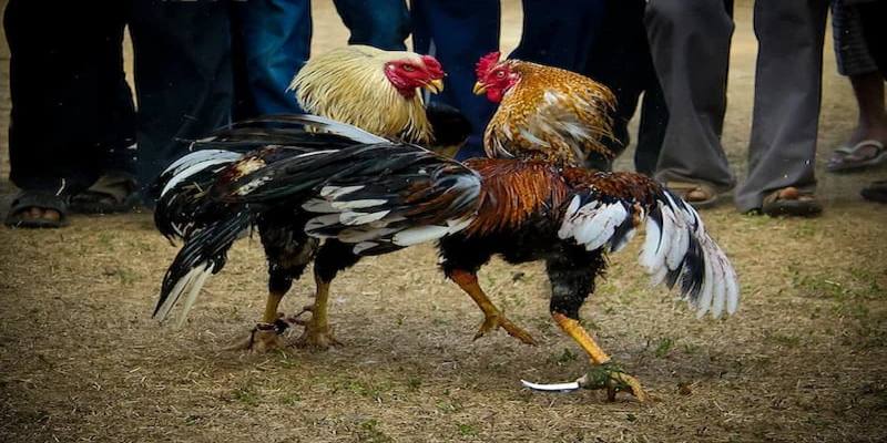 Chăm sóc sức khỏe cho gà cựa dao là yếu tố vô cùng quan trọng Chăm sóc sức khỏe cho gà cựa dao là yếu tố vô cùng quan trọng